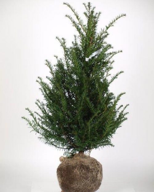 taxus haag