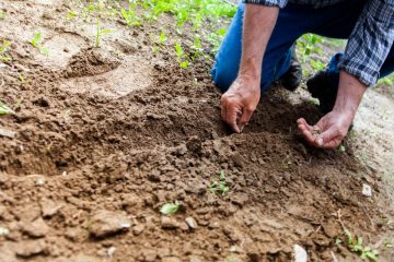 Tips voor tuinonderhoud en beplanting