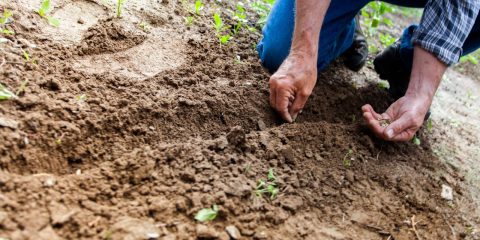 Tips voor tuinonderhoud en beplanting